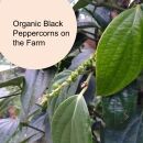 fresh black pepper growing