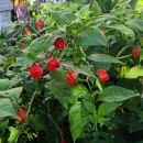 carolina reapers growing