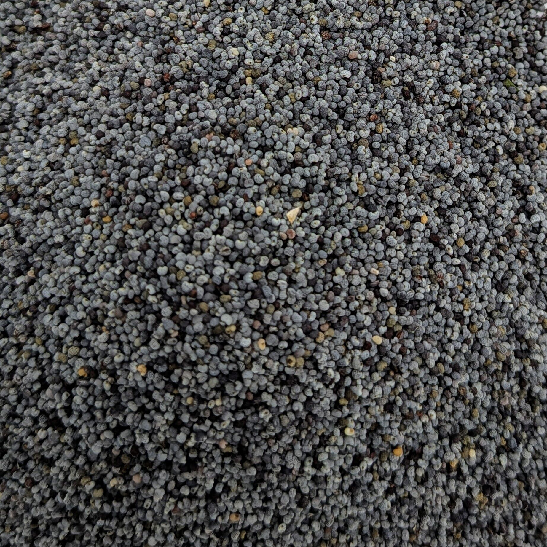 Poppy Seeds | Organic - Image 2